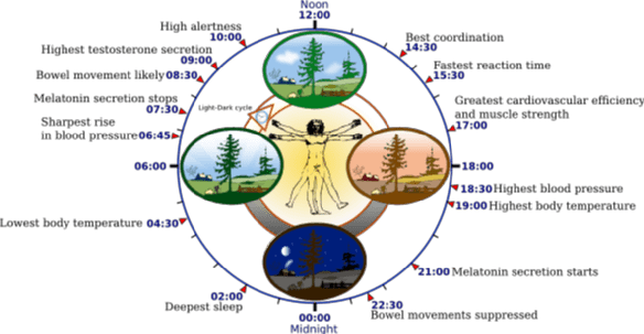 Biological clock human 1