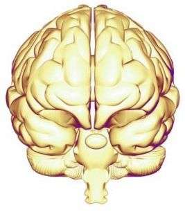 Brainhemispheres 1