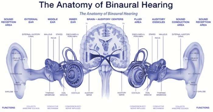 anatomia ascolto binaurale 