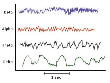 brain waves