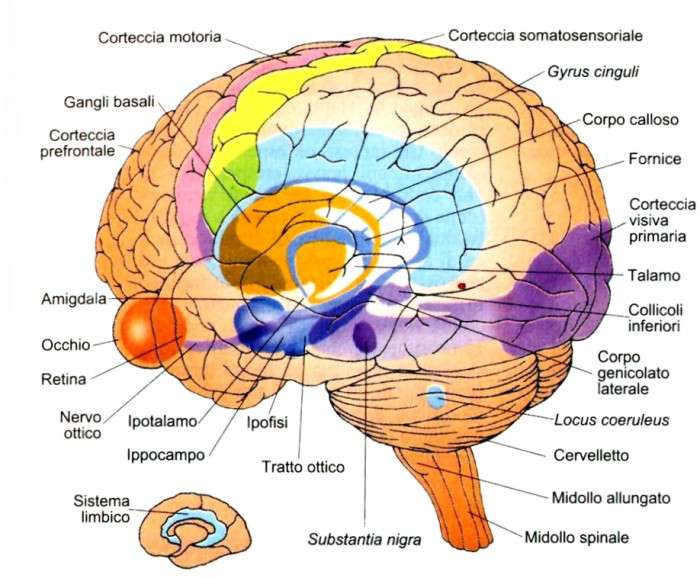 il sistema limbico ridotto