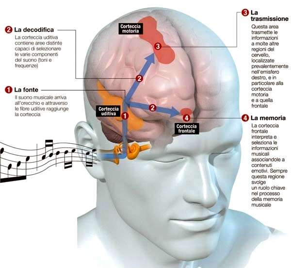 neuronis