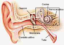 orecchio2